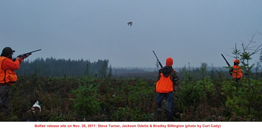 This pheasant didn't escape!